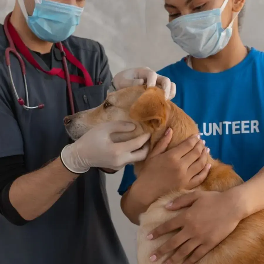 Veterinarian and volunteer gently examining a dog's head at a Perth vet clinic — Systemly builds automated booking and reminder systems for veterinary practices